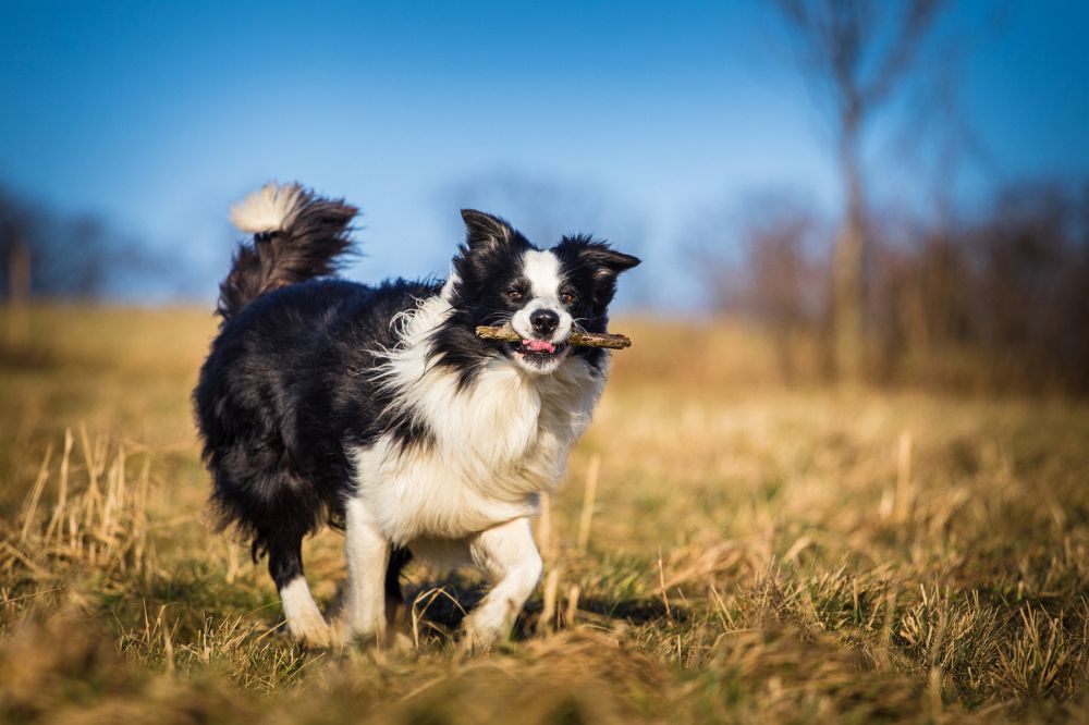 Border Collie Beschaftigen Mybordercollie De