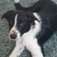 Reinrassiger Border Collie Welpe mit Ahnentafel