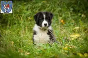 Mehr über den Artikel erfahren Border Collie Züchter und Welpen in Bad Ems