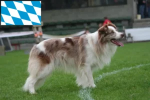 Mehr über den Artikel erfahren Border Collie Züchter und Welpen in Bayern