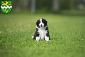 Mehr über den Artikel erfahren Border Collie Züchter und Welpen in Bergisch Gladbach