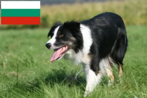 Mehr über den Artikel erfahren Border Collie Züchter und Welpen in Bulgarien