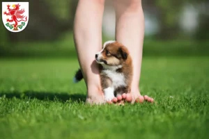 Mehr über den Artikel erfahren Border Collie Züchter und Welpen in Greifswald