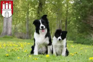 Mehr über den Artikel erfahren Border Collie Züchter und Welpen in Harburg