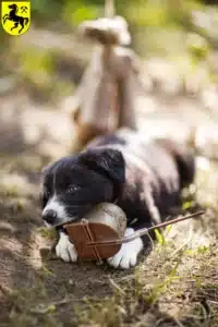 Mehr über den Artikel erfahren Border Collie Züchter und Welpen in Herne