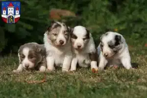 Mehr über den Artikel erfahren Border Collie Züchter und Welpen in Jever