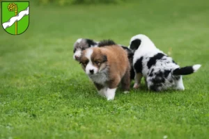 Mehr über den Artikel erfahren Border Collie Züchter und Welpen in Kusel