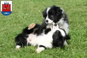 Mehr über den Artikel erfahren Border Collie Züchter und Welpen in Lutherstadt Wittenberg