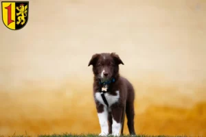 Mehr über den Artikel erfahren Border Collie Züchter und Welpen in Mannheim