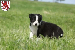 Mehr über den Artikel erfahren Border Collie Züchter und Welpen in Passau