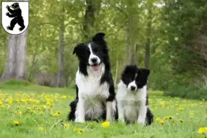 Mehr über den Artikel erfahren Border Collie Züchter und Welpen in St. Gallen