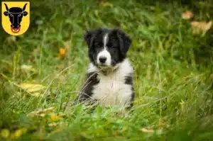 Mehr über den Artikel erfahren Border Collie Züchter und Welpen in Uri