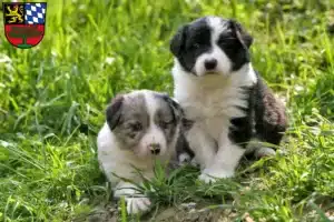 Mehr über den Artikel erfahren Border Collie Züchter und Welpen in Weiden in der Oberpfalz