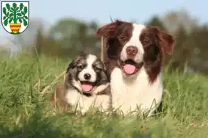 Mehr über den Artikel erfahren Border Collie Züchter und Welpen in Westerstede