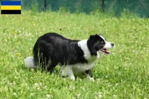 Mehr über den Artikel erfahren Border Collie Züchter und Welpen in Gelderland