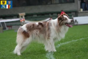 Mehr über den Artikel erfahren Border Collie Züchter und Welpen in Mähren-Schlesien