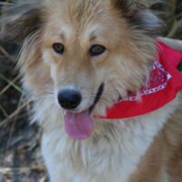 Collie-Mischlingshündin Lassie sucht ein Zuhause