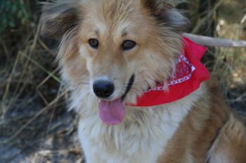 Collie-Mischlingshündin Lassie sucht ein Zuhause