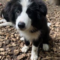 Reinrassige Border Collie Welpen mit Papieren vom Züchter