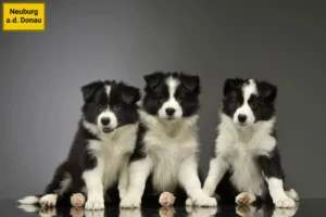 Mehr über den Artikel erfahren Border Collie Züchter und Welpen in Neuburg an der Donau