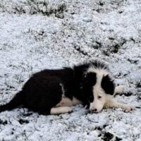 Frodo und Ronja Border Collies